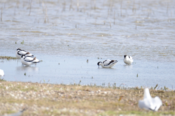 Frampton Marsh Nature Reserve Frampton Marsh Nature Reserve