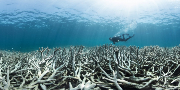 Chasing Coral (2017 Netflix Documentary Film) Chasing Coral (2017 Netflix Documentary Film)