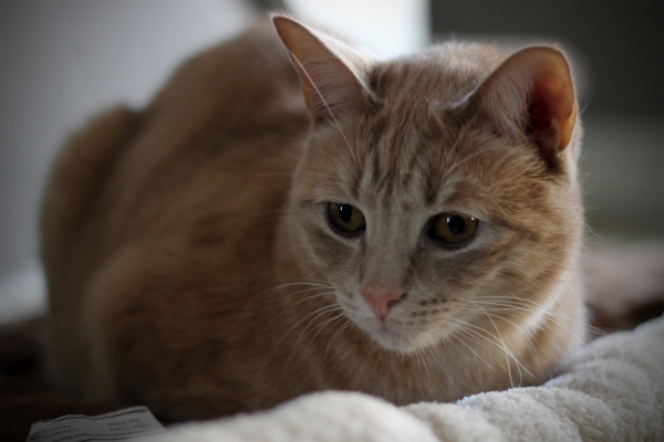 Nationwide Pet Wellness Insurance Nationwide Pet Wellness Insurance