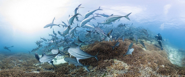 Chasing Coral (2017 Netflix Documentary Film) Chasing Coral (2017 Netflix Documentary Film)