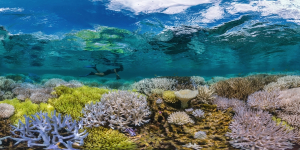 Chasing Coral (2017 Netflix Documentary Film) Chasing Coral (2017 Netflix Documentary Film)