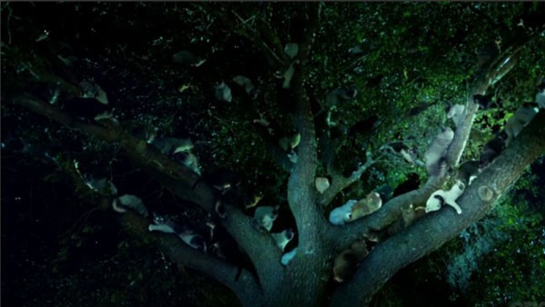Zoo - The TV Series (2015 - ) Zoo - The TV Series (2015 - )