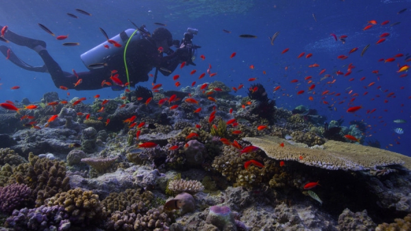 Chasing Coral (2017 Netflix Documentary Film) Chasing Coral (2017 Netflix Documentary Film)